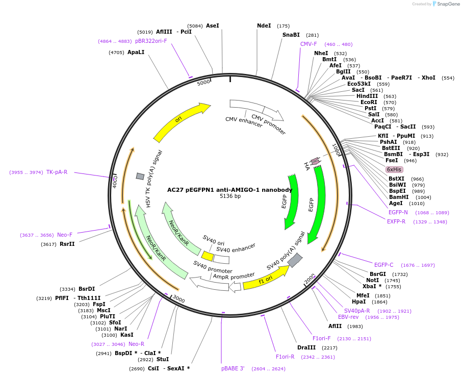 135226-plasmid-map-sequence-id-266954