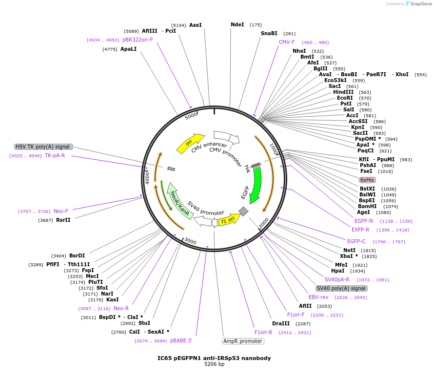 135227-plasmid-map-sequence-id-266955