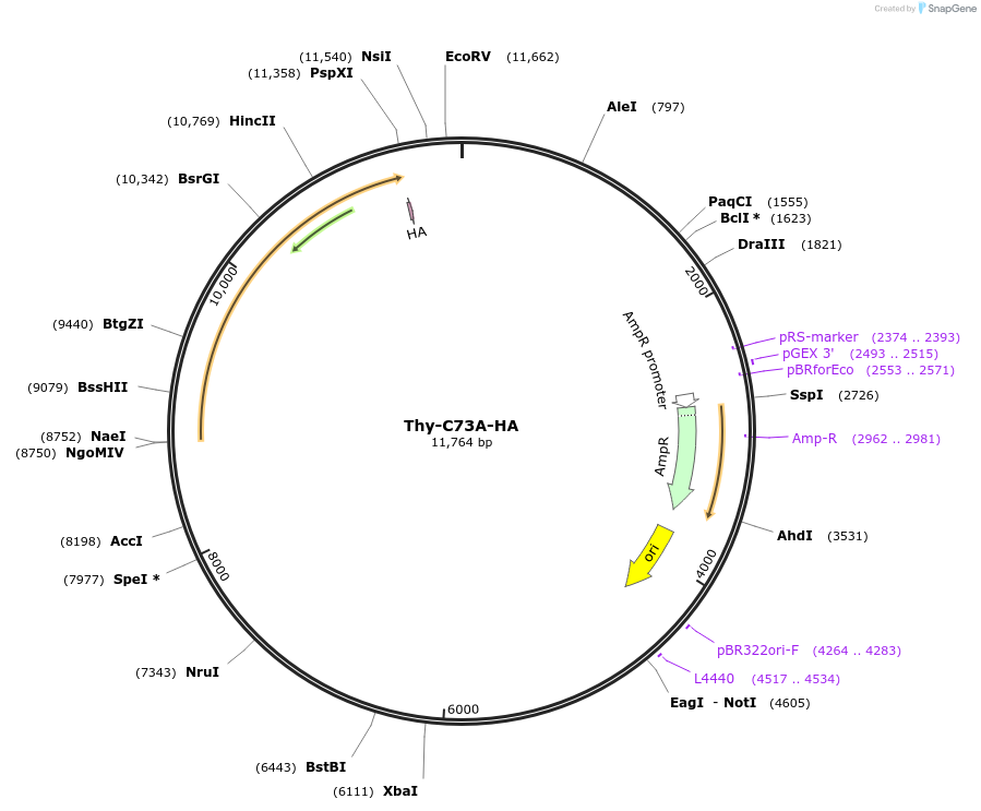 111542-plasmid-map-sequence-id-266957