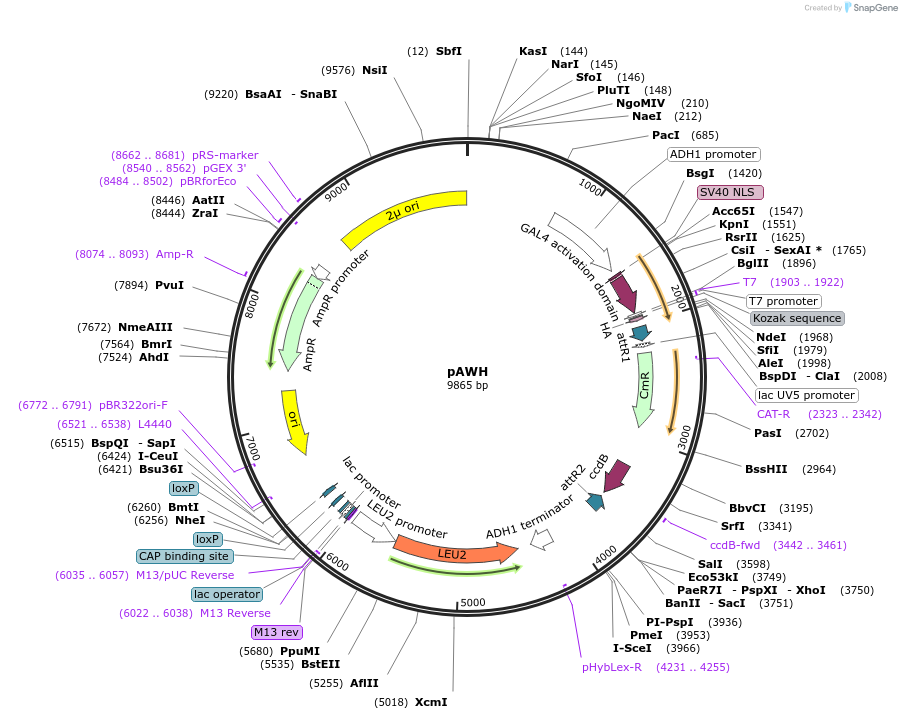 133894-plasmid-map-sequence-id-266964