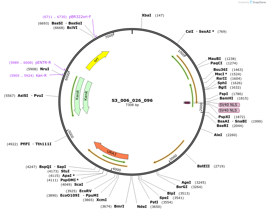 134409-plasmid-map-sequence-id-266972