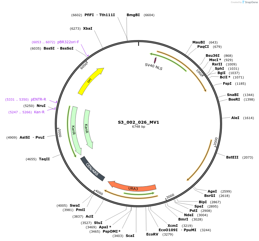 134414-plasmid-map-sequence-id-266973