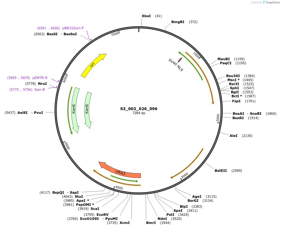 134403-plasmid-map-sequence-id-266974