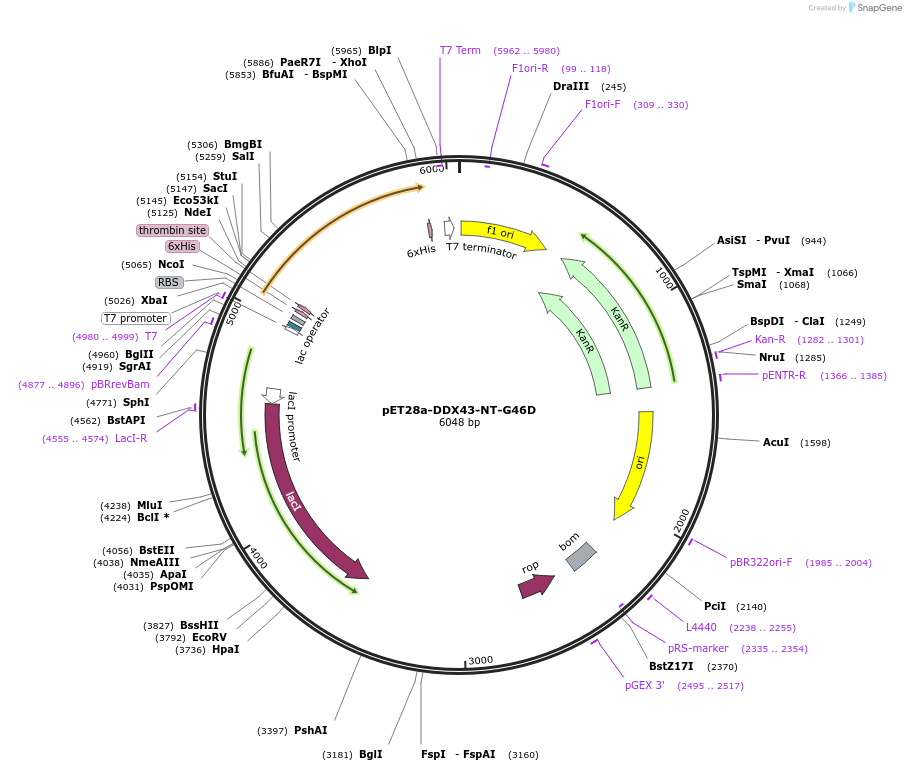 134588-plasmid-map-sequence-id-266978
