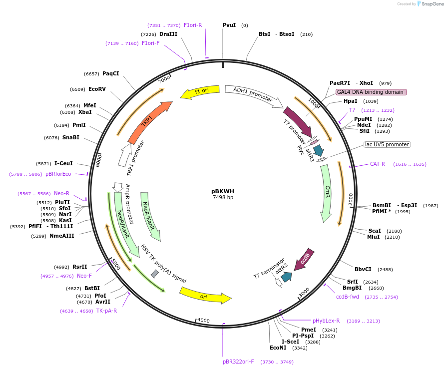133898-plasmid-map-sequence-id-266982
