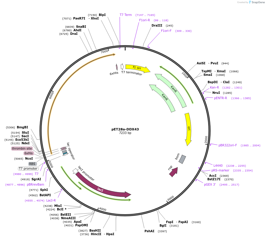 134574-plasmid-map-sequence-id-266984