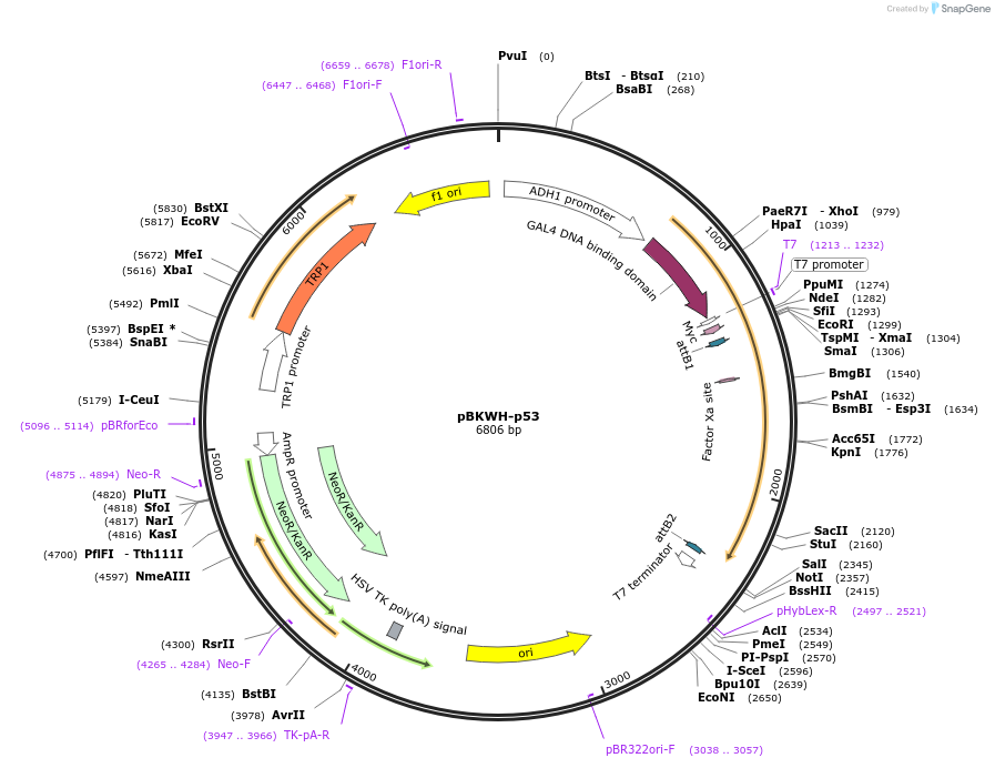 133900-plasmid-map-sequence-id-266985