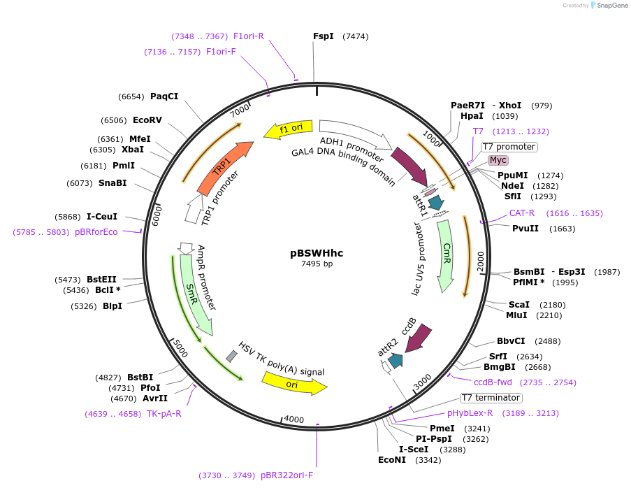 133901-plasmid-map-sequence-id-266986