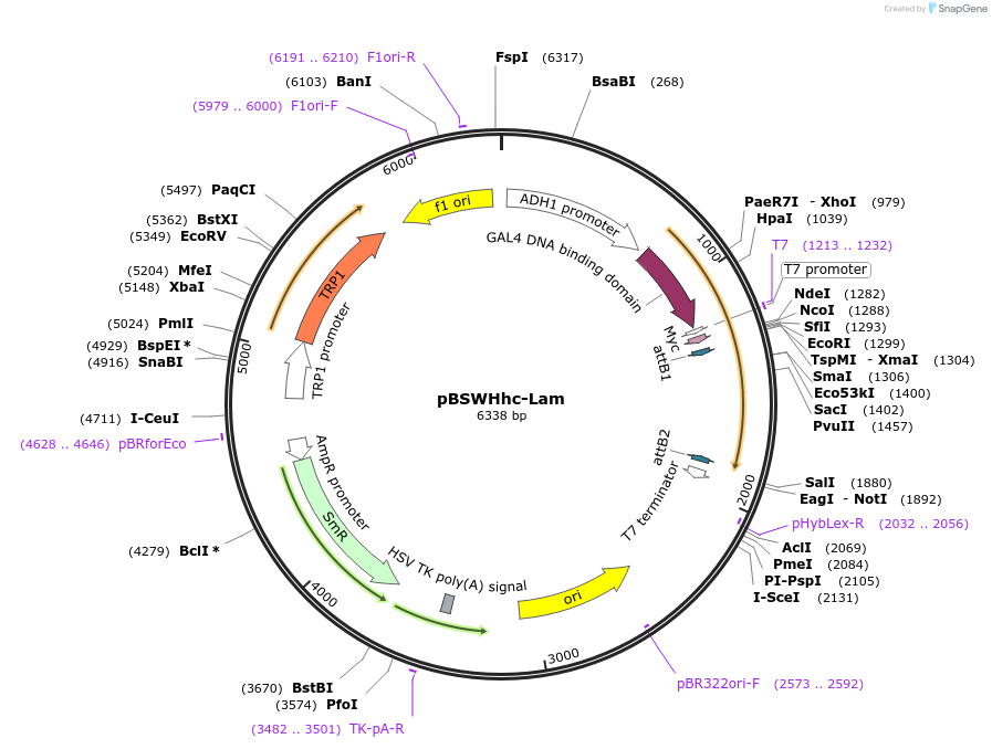 133902-plasmid-map-sequence-id-266987