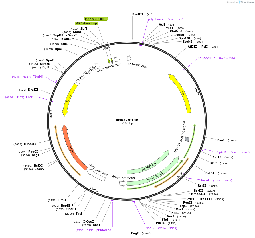 133905-plasmid-map-sequence-id-266989