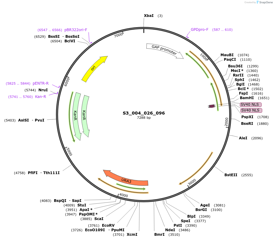 134407-plasmid-map-sequence-id-267008