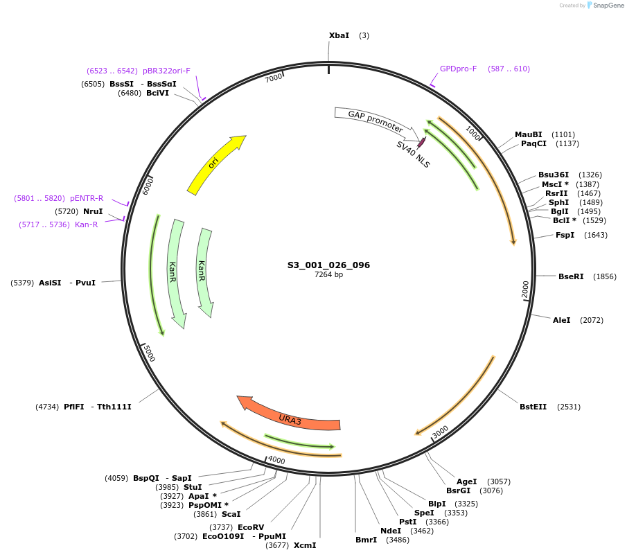 134402-plasmid-map-sequence-id-267010