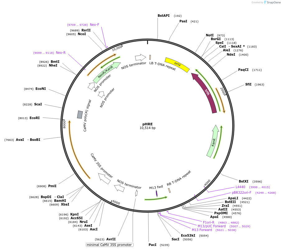 134909-plasmid-map-sequence-id-267026