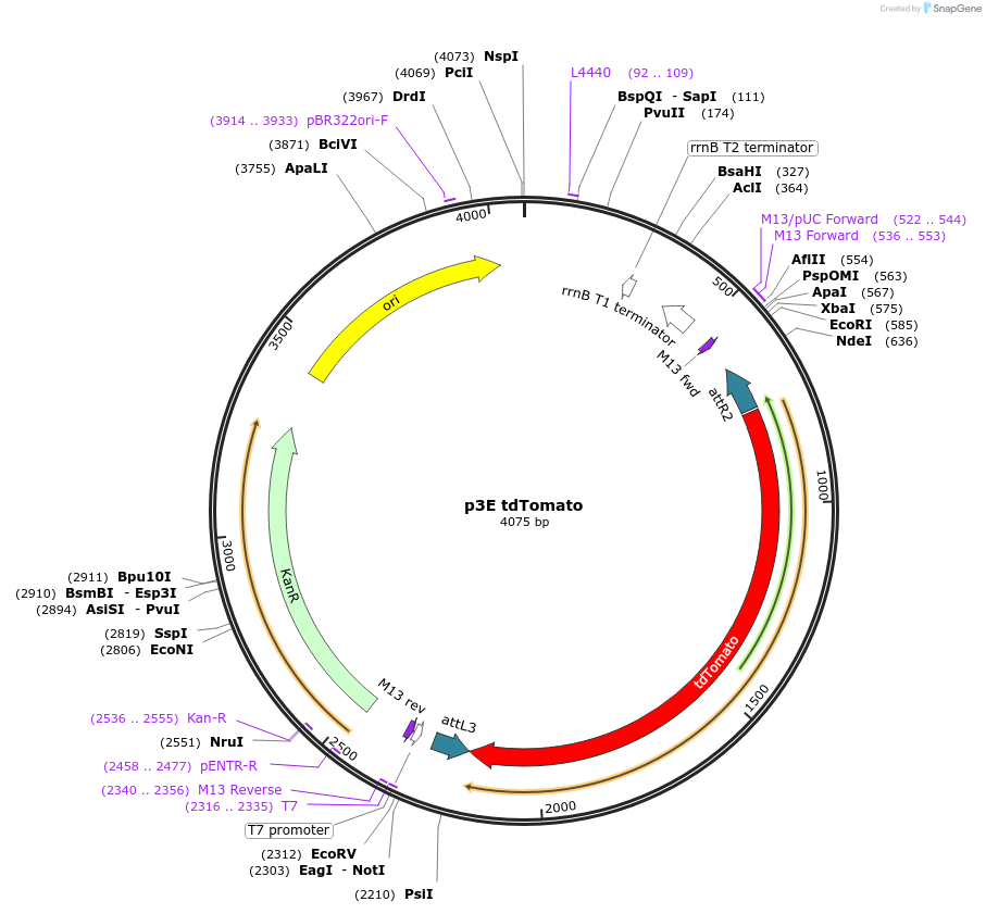 135210-plasmid-map-sequence-id-267032