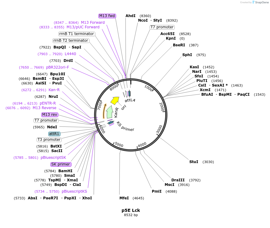 135201-plasmid-map-sequence-id-267045