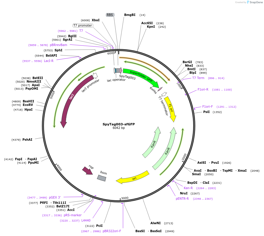 133454-plasmid-map-sequence-id-267047