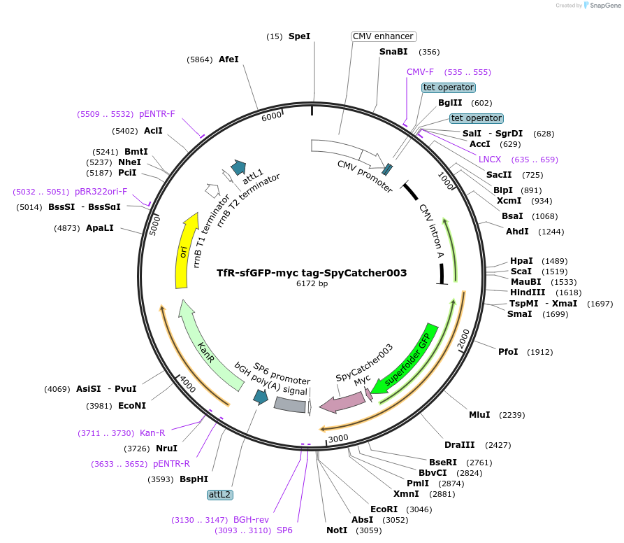 133451-plasmid-map-sequence-id-267048