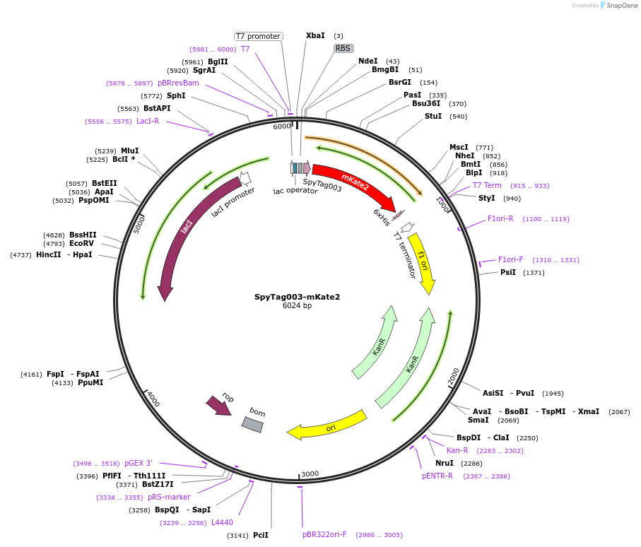 133452-plasmid-map-sequence-id-267049