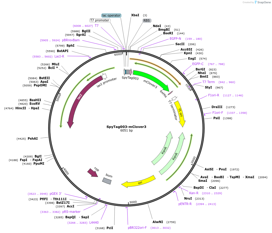 133453-plasmid-map-sequence-id-267050
