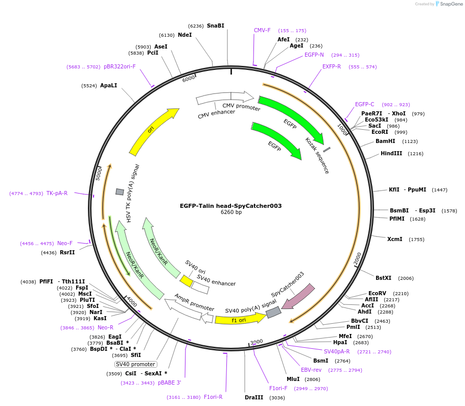 133566-plasmid-map-sequence-id-267051