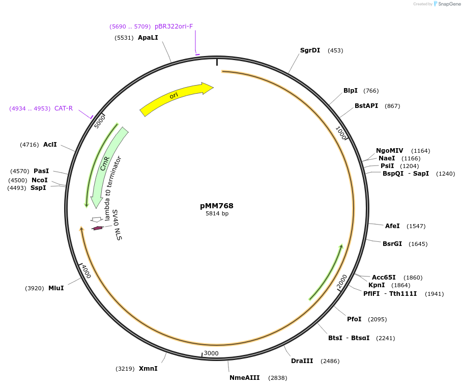 133605-plasmid-map-sequence-id-267054