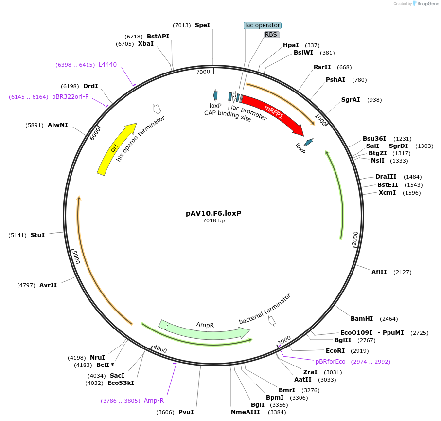 63201-plasmid-map-sequence-id-267056