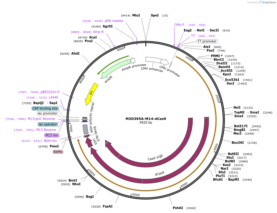 134780-plasmid-map-sequence-id-267083