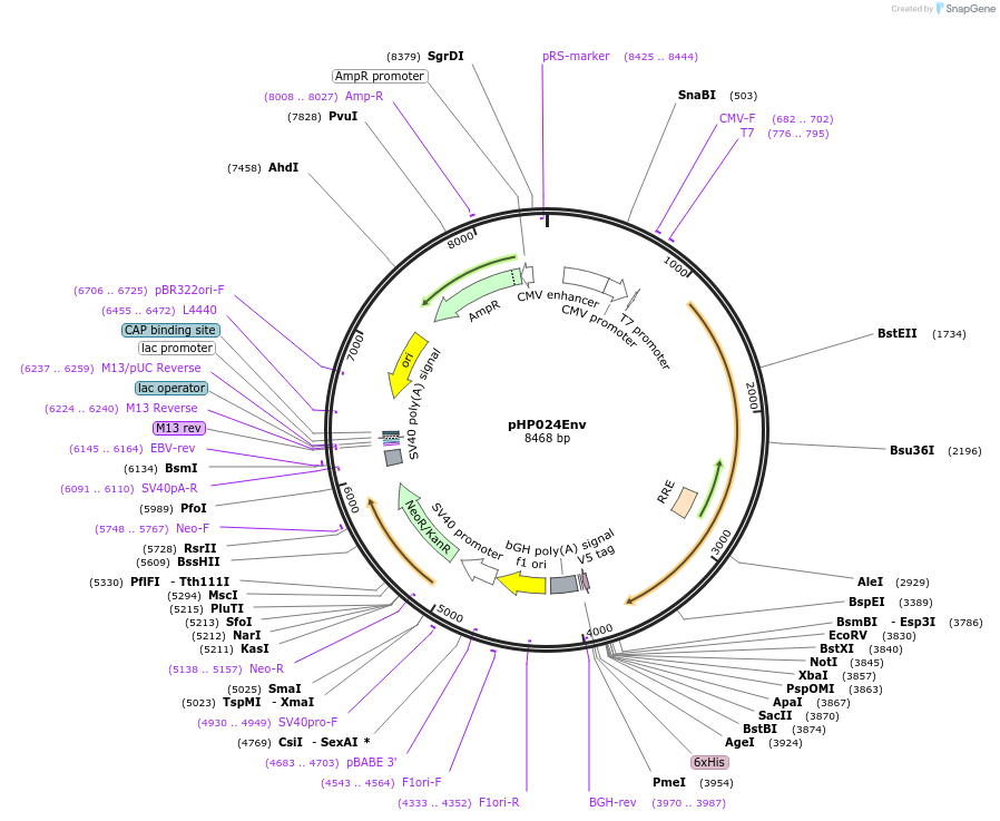 133989-plasmid-map-sequence-id-267096