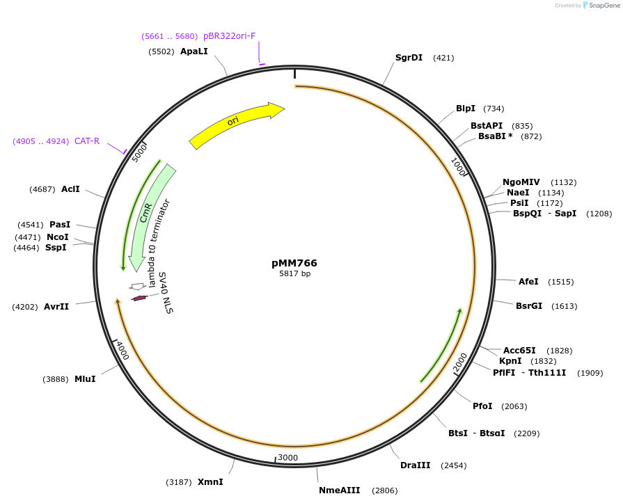 133603-plasmid-map-sequence-id-267108