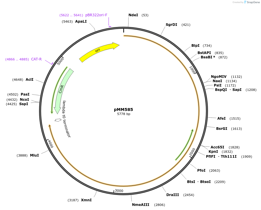 133591-plasmid-map-sequence-id-267110
