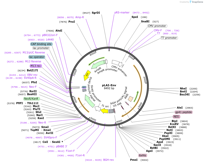 133996-plasmid-map-sequence-id-267120