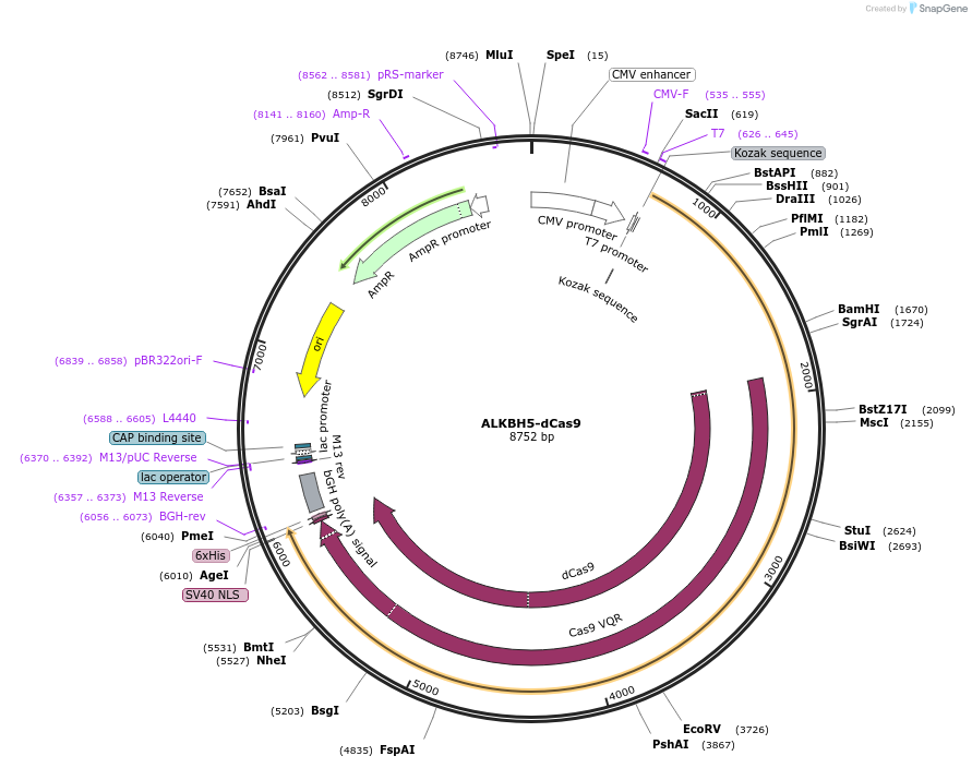 134783-plasmid-map-sequence-id-267127