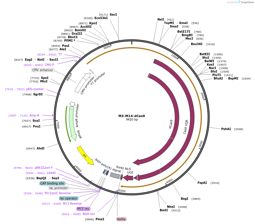 134779-plasmid-map-sequence-id-267134