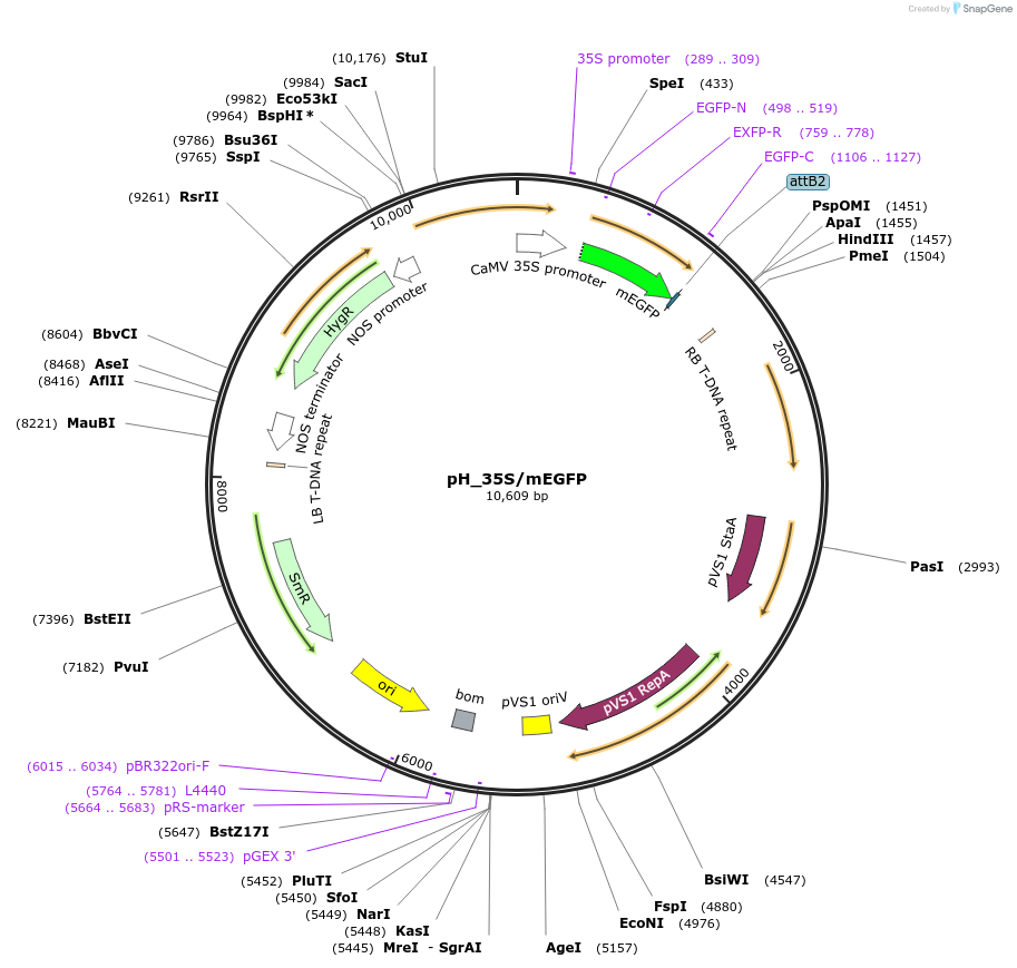 135321-plasmid-map-sequence-id-267135