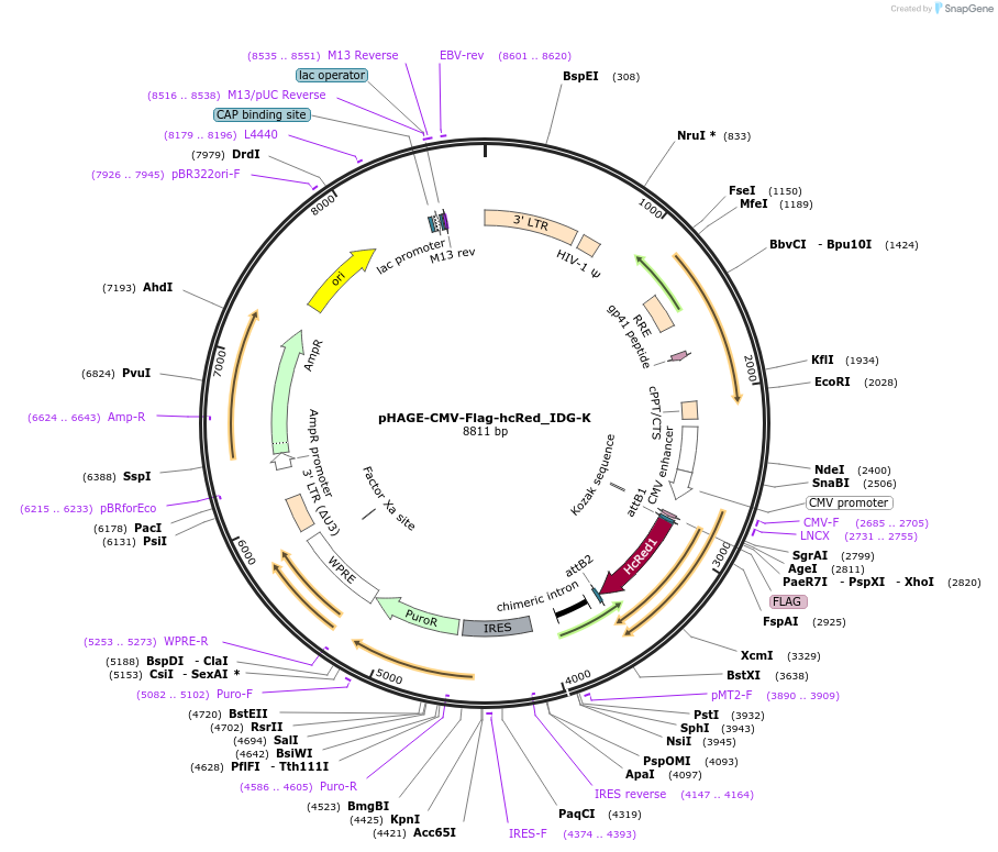 135274-plasmid-map-sequence-id-267146