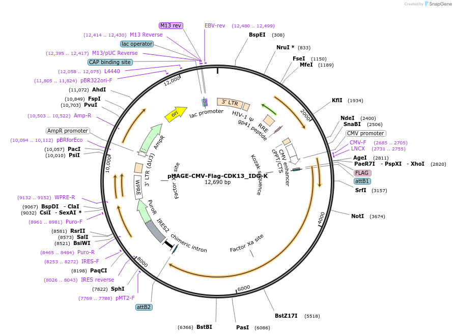 135276-plasmid-map-sequence-id-267149