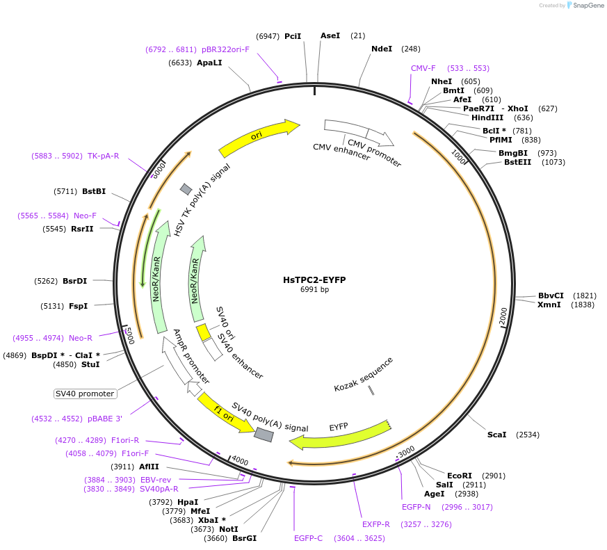 135194-plasmid-map-sequence-id-267156