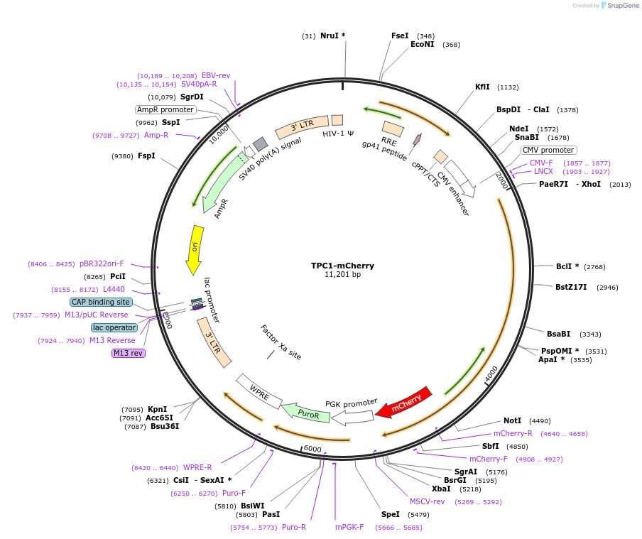 135182-plasmid-map-sequence-id-267157