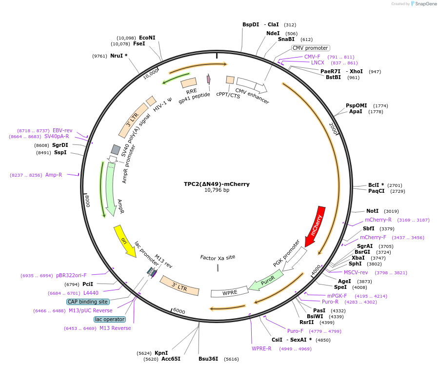 135185-plasmid-map-sequence-id-267159