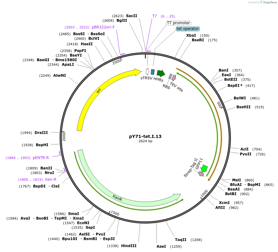 133534-plasmid-map-sequence-id-267160