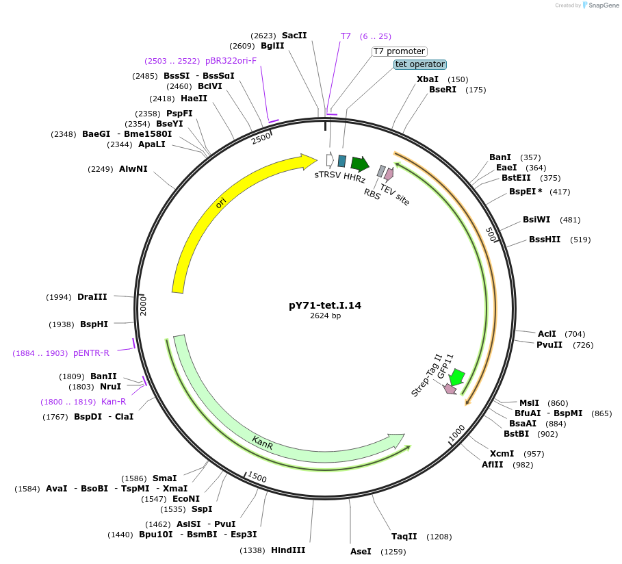 133535-plasmid-map-sequence-id-267161