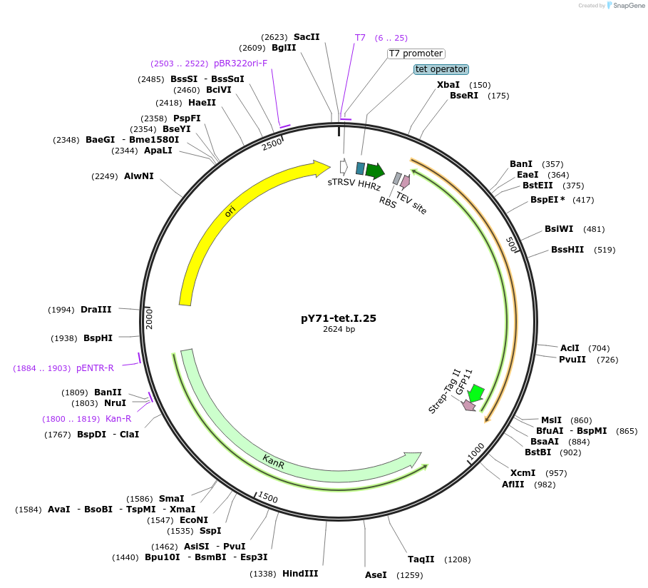 133538-plasmid-map-sequence-id-267166