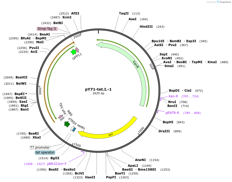 133539-plasmid-map-sequence-id-267167