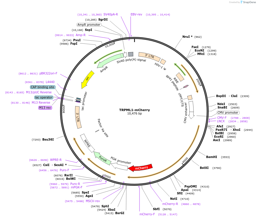 135189-plasmid-map-sequence-id-267194