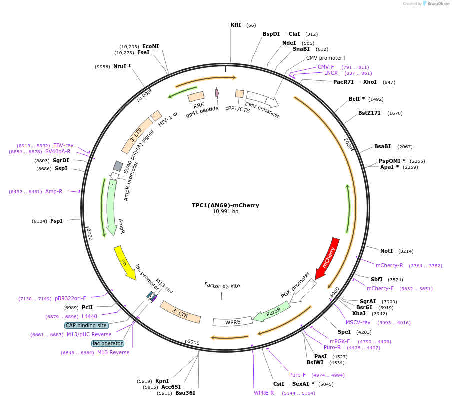 135184-plasmid-map-sequence-id-267195