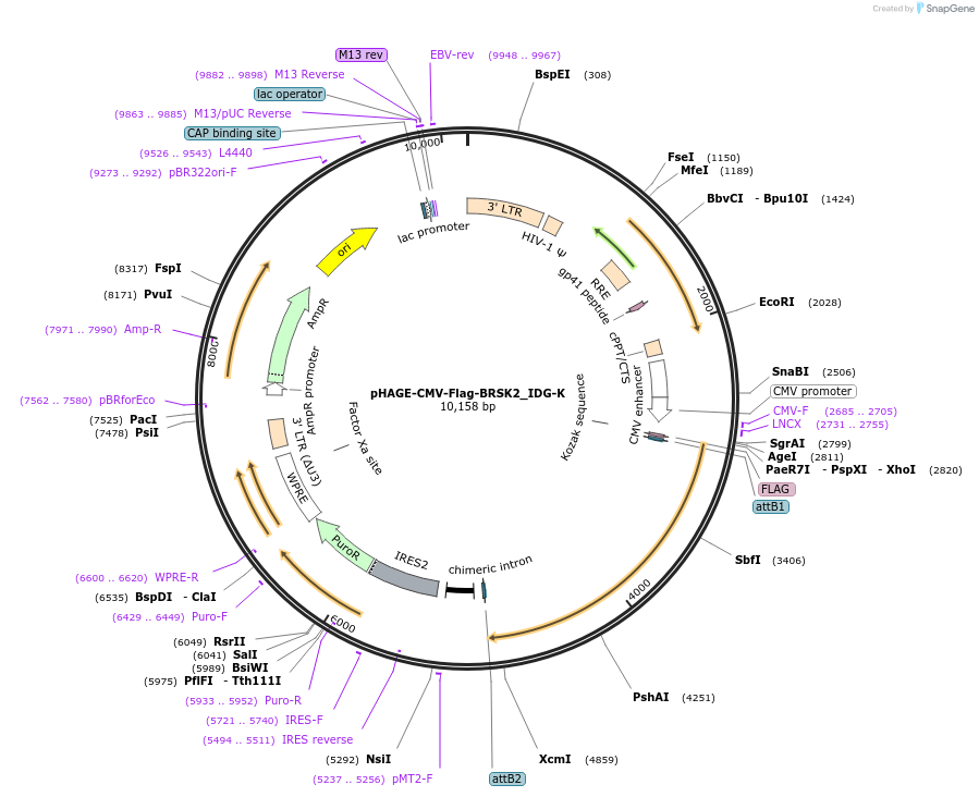 135279-plasmid-map-sequence-id-267201