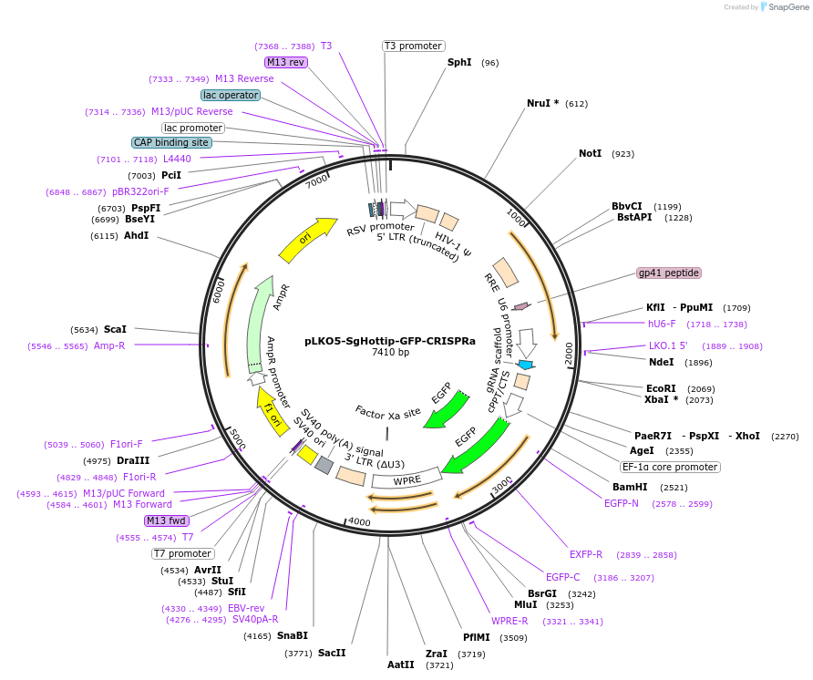 134990-plasmid-map-sequence-id-267203