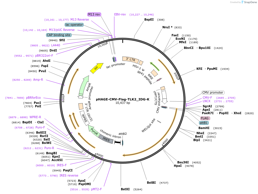 135278-plasmid-map-sequence-id-267204