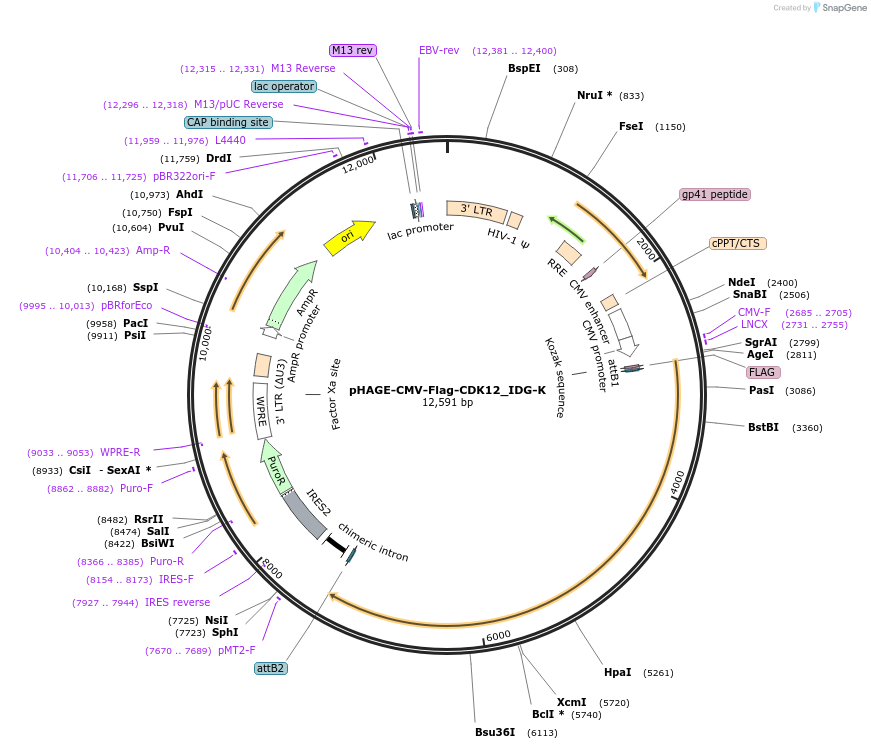 135281-plasmid-map-sequence-id-267208