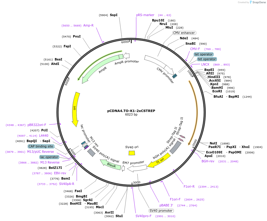 136148-plasmid-map-sequence-id-267209